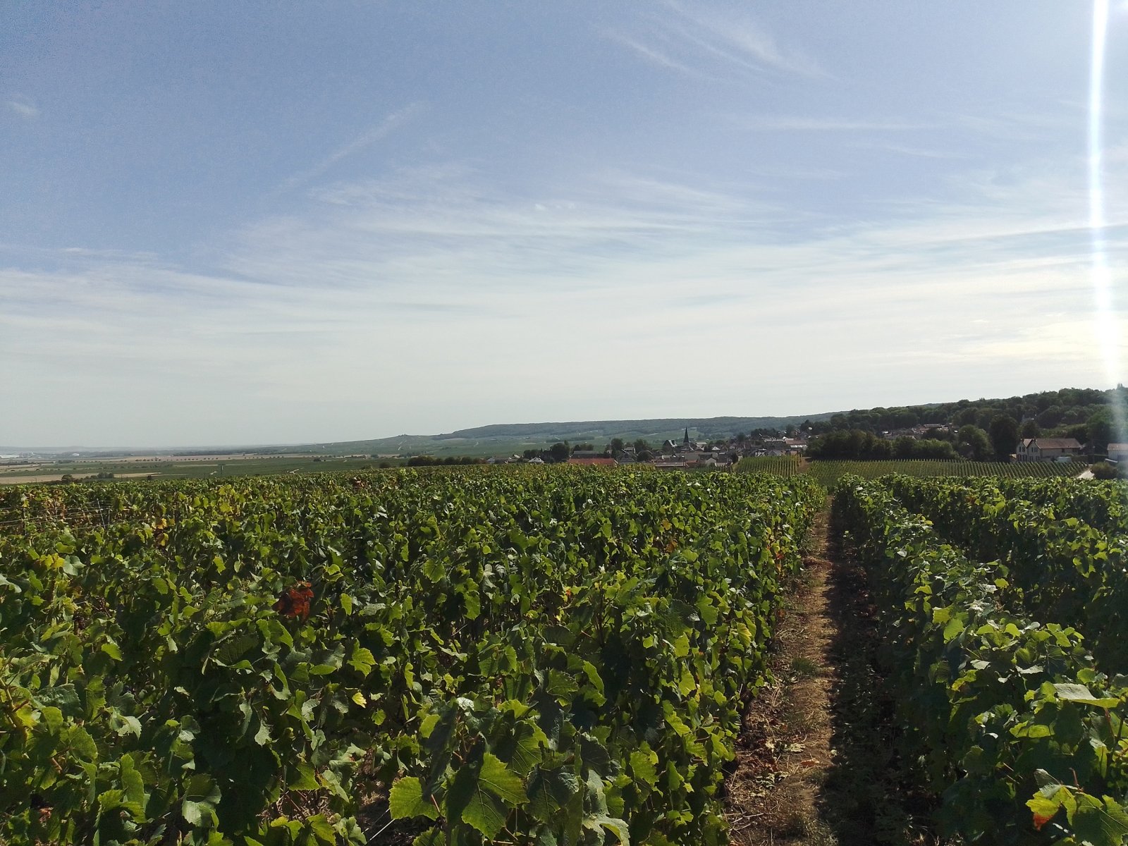 Paysage de nos vignes à Rilly-la-Montagne